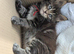 Chunky Loveable Maine Coon