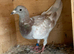 Ash red coloured Racer racing pigoen2026 RPRA ring