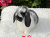 Pure bred mini lops