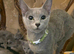 Pedigree Russian Blue Boys, 4.5 Months Old &ndash; North London