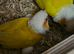 Proven breeding pair Suncheeck conure