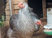 3 silver pencilled wyandotte pullets