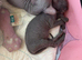 Sphynx full hairless no hair no where