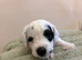 4 Stunning cockapoo puppies
