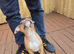 American bully