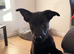 Gsd x lab pup