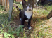 Two kittens for sale