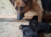 Gorgeous German Shepherd puppies
