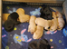 Beautiful labrador puppies