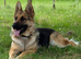 German Shepard puppies