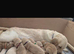Chunky golden retrievers for sale ready soon