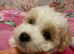 Puppies