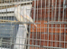 Harlequin white canary pair