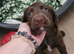 Male cocker spaniel puppy