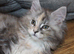 TICA reg Maine Coons - Ready to leave