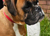 Boxer female needs new home