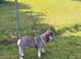 Beautiful blue / tan female frenchie