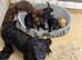 Fully Kc registered cocker spaniel puppies