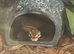 Royal python