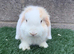 Puree breed mini lop