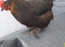 3 mix bantam chickens
