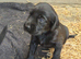 Springador Puppies