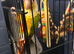 Gorgeous sun conure