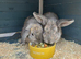 2 rabbits