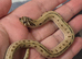Female 2026 Conda stripe hognose