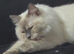 ragdoll