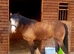 Lilly 14.2 cob mare