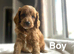Petal lovely cockapoo puppies ready from 10th July