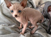Sphynx canadian kittens