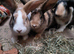 9 Baby Bunnies 12 Weeks Old Northampton