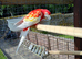 Rosella for sale