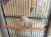 Semi tame male ringneck.