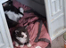 5 maincoon kittens