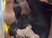 Dachshund