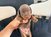 Kc miniature dachshund