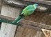 Cloncurry parrakeets