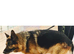 5 German Shepherd puppies long coat