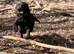 RKC Labrador retriever