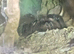Colombian Lesserblack Female