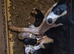 blue merle border collie pups