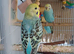 Pair of baby cocks
