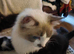 Ragdoll