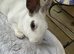 Mini Rex tri doe