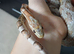 Female ghost morph corn snake