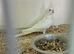 Young pair of Cockatiels