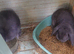 Giant french lops